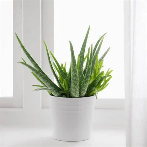 [8750] Aloe Vera 